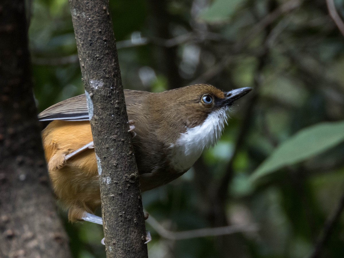 White-throated Laughingthrush - ML627312350