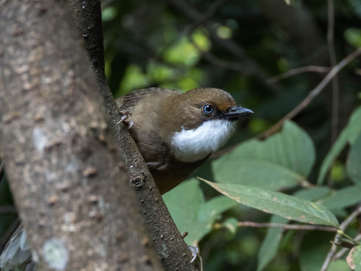 White-throated Laughingthrush - ML627312351