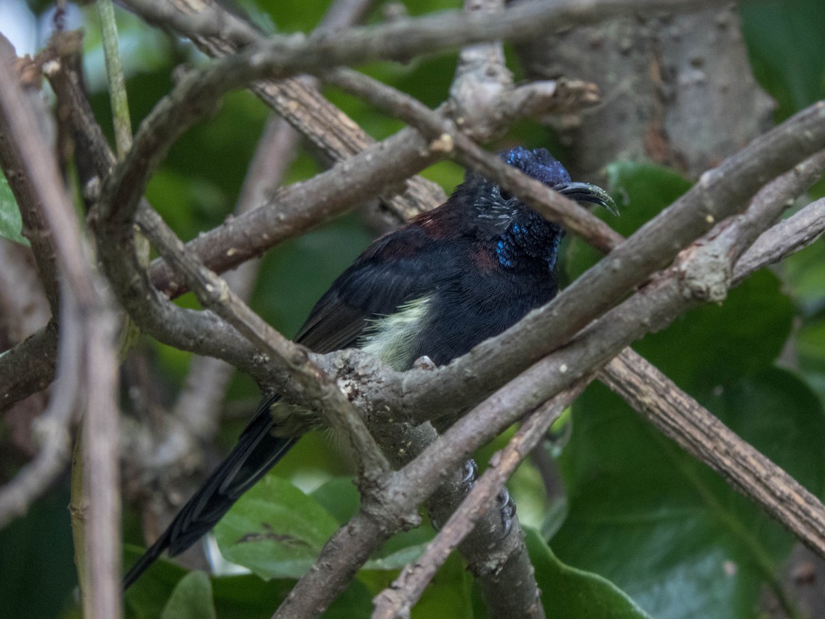 Black-throated Sunbird (Black-throated) - ML627312362