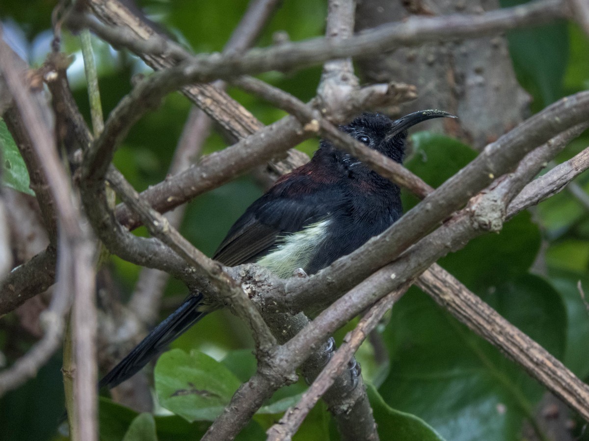 Black-throated Sunbird (Black-throated) - ML627312363