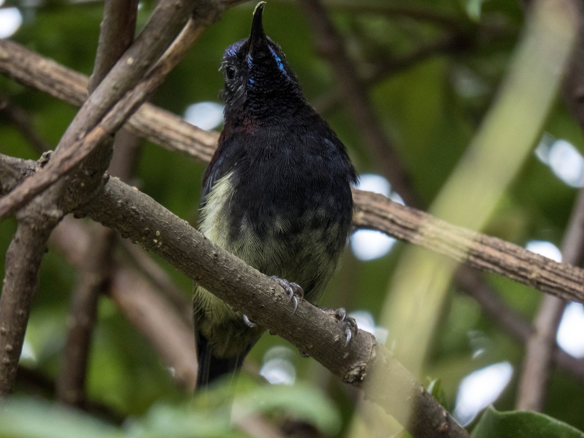 Black-throated Sunbird (Black-throated) - ML627312364