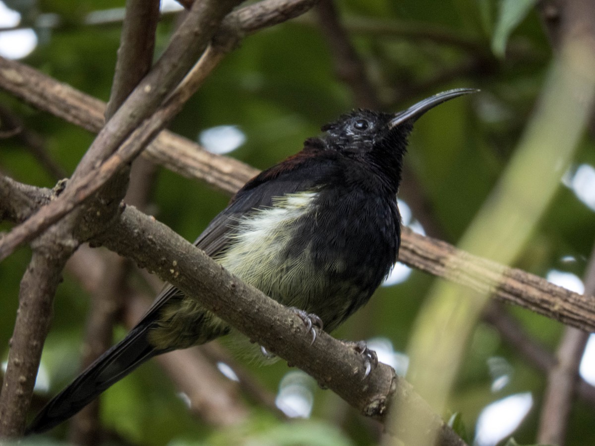 Black-throated Sunbird (Black-throated) - ML627312365