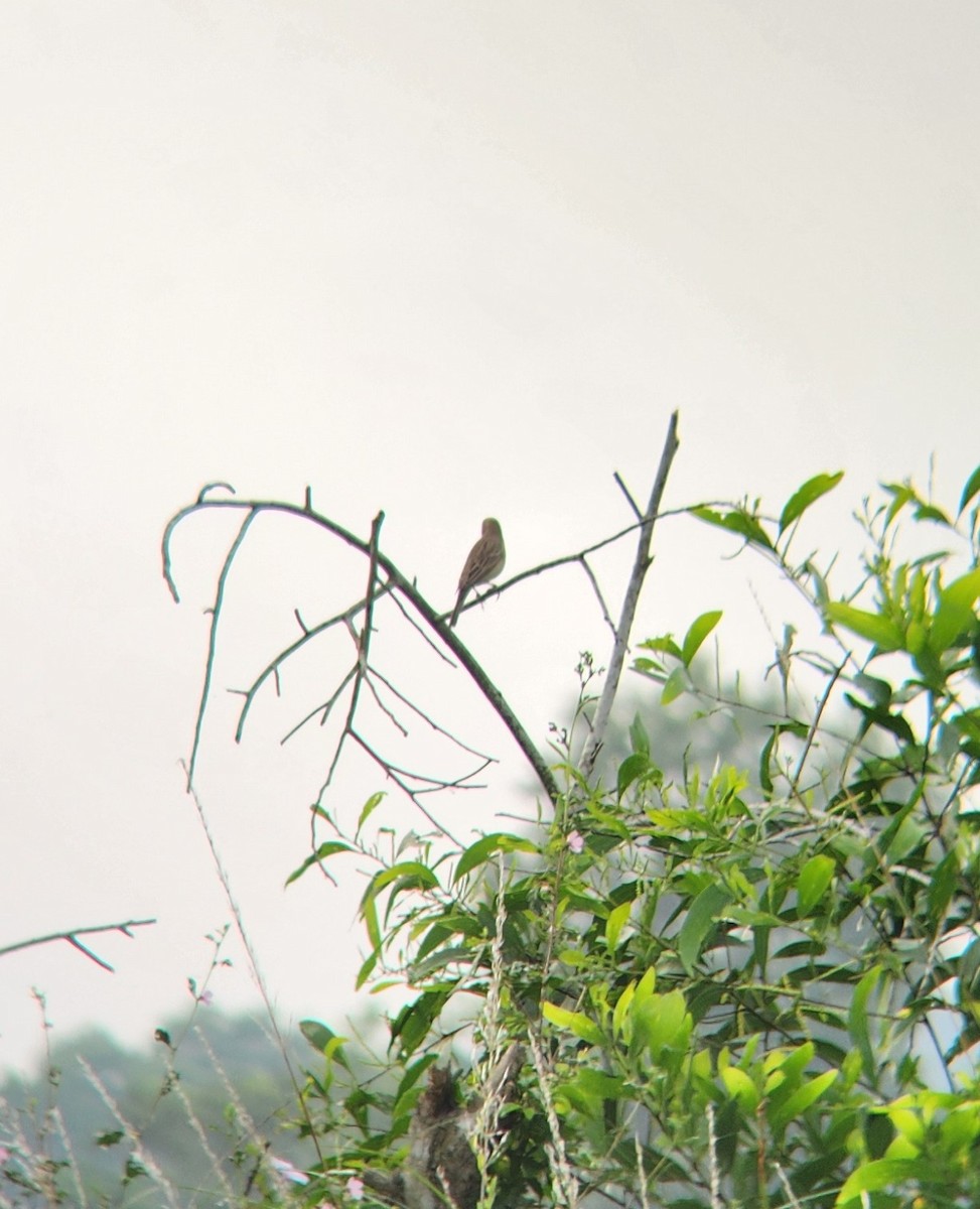 Gray-necked Bunting - ML627312430