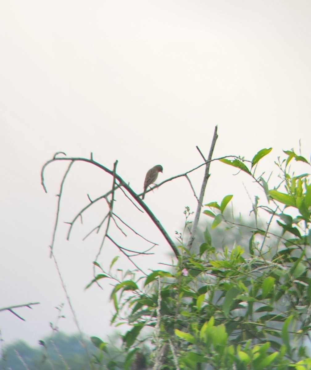 Gray-necked Bunting - ML627312431