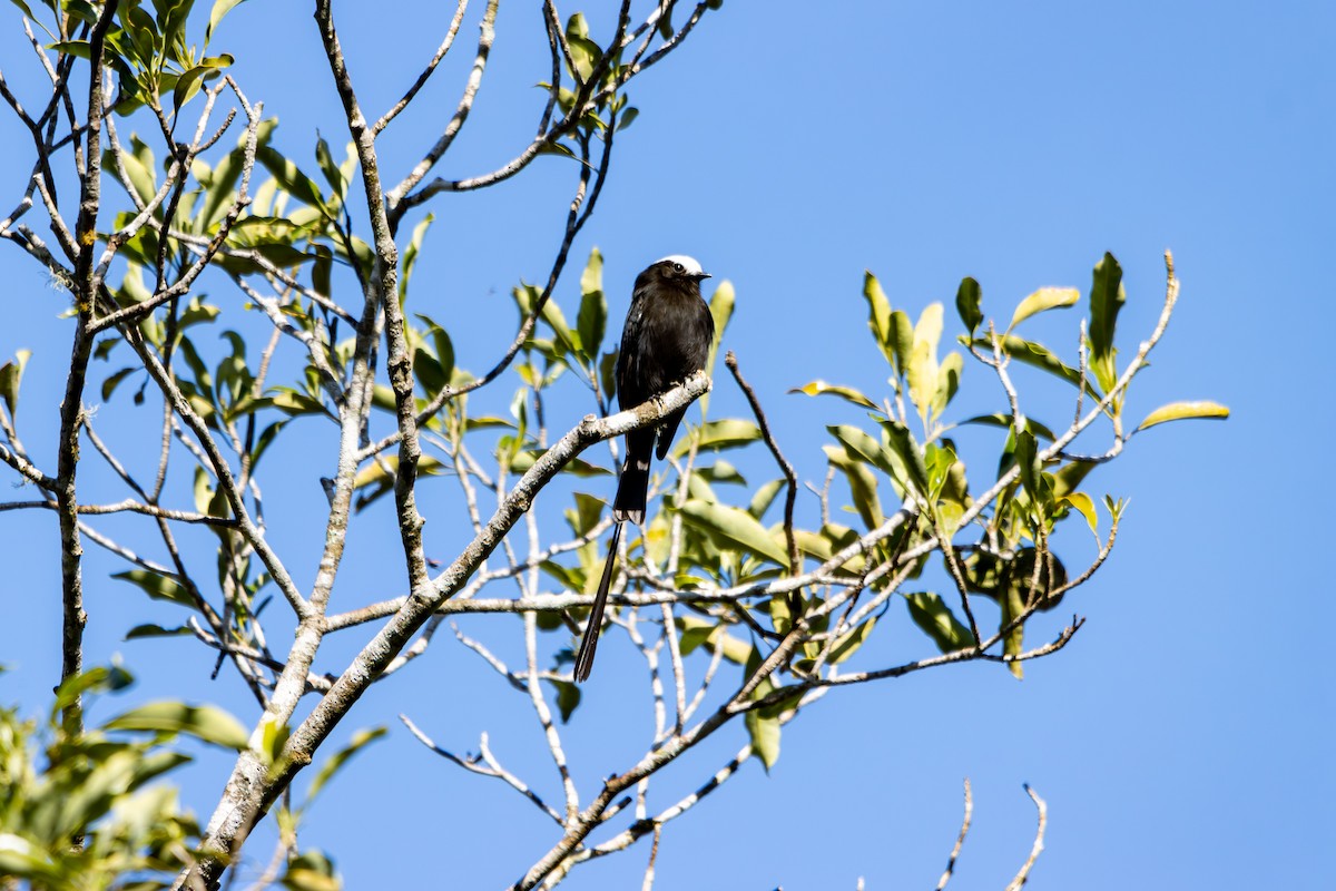 Long-tailed Tyrant - ML627312448