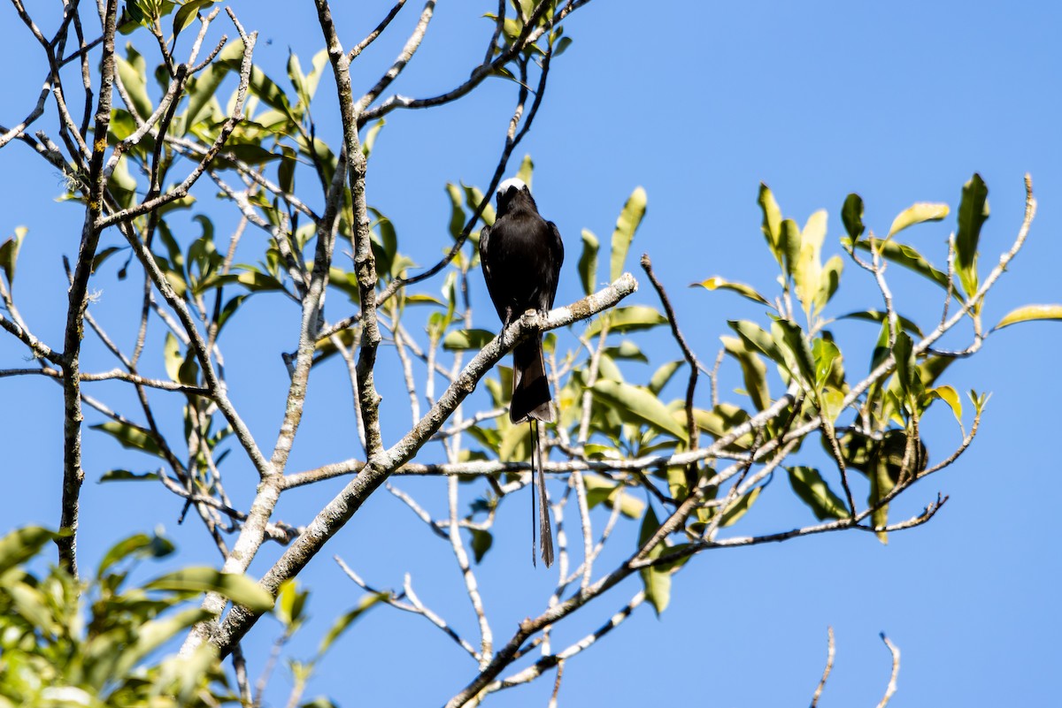 Long-tailed Tyrant - ML627312449