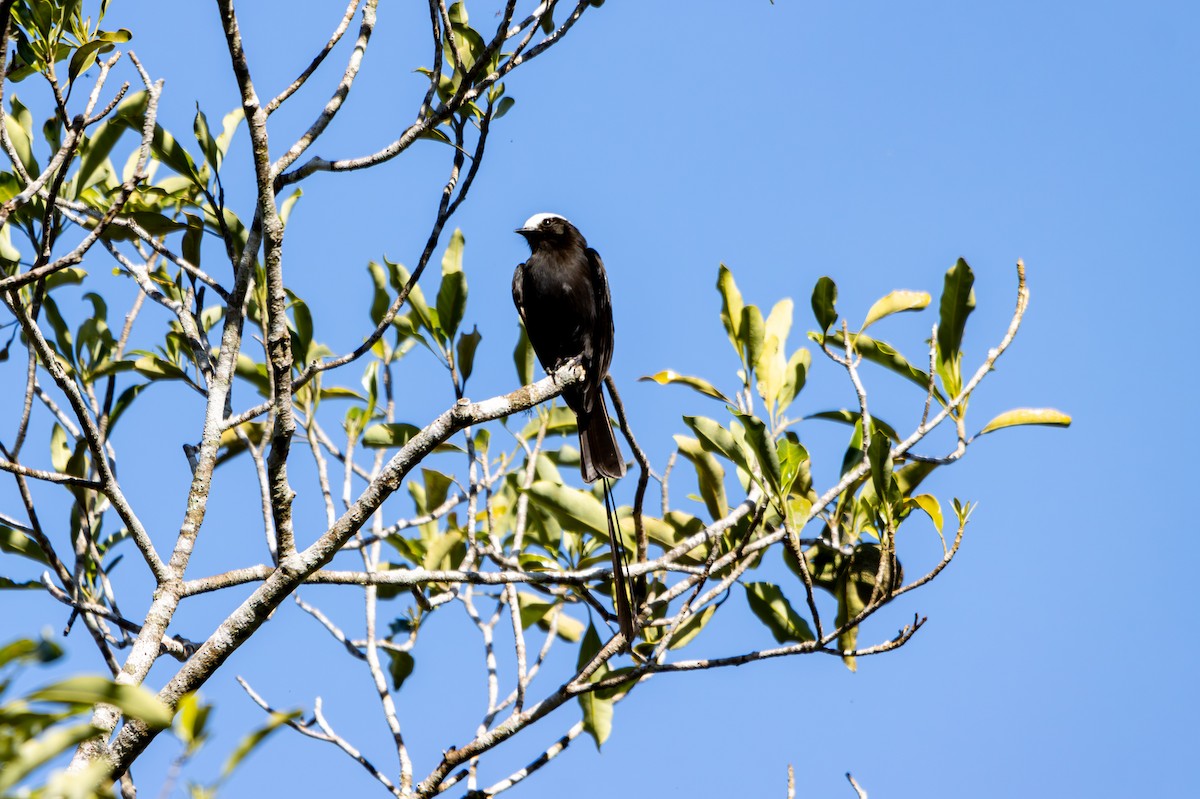 Long-tailed Tyrant - ML627312450