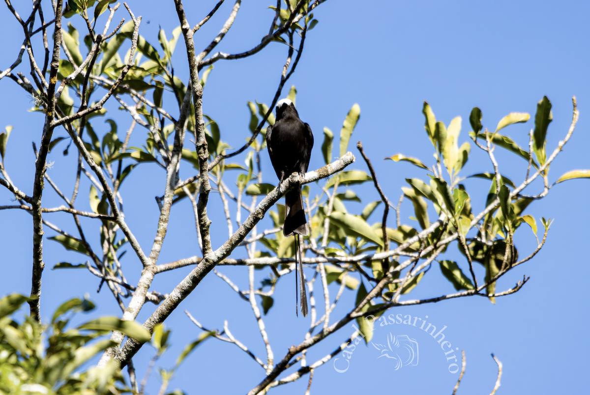 Long-tailed Tyrant - ML627312451