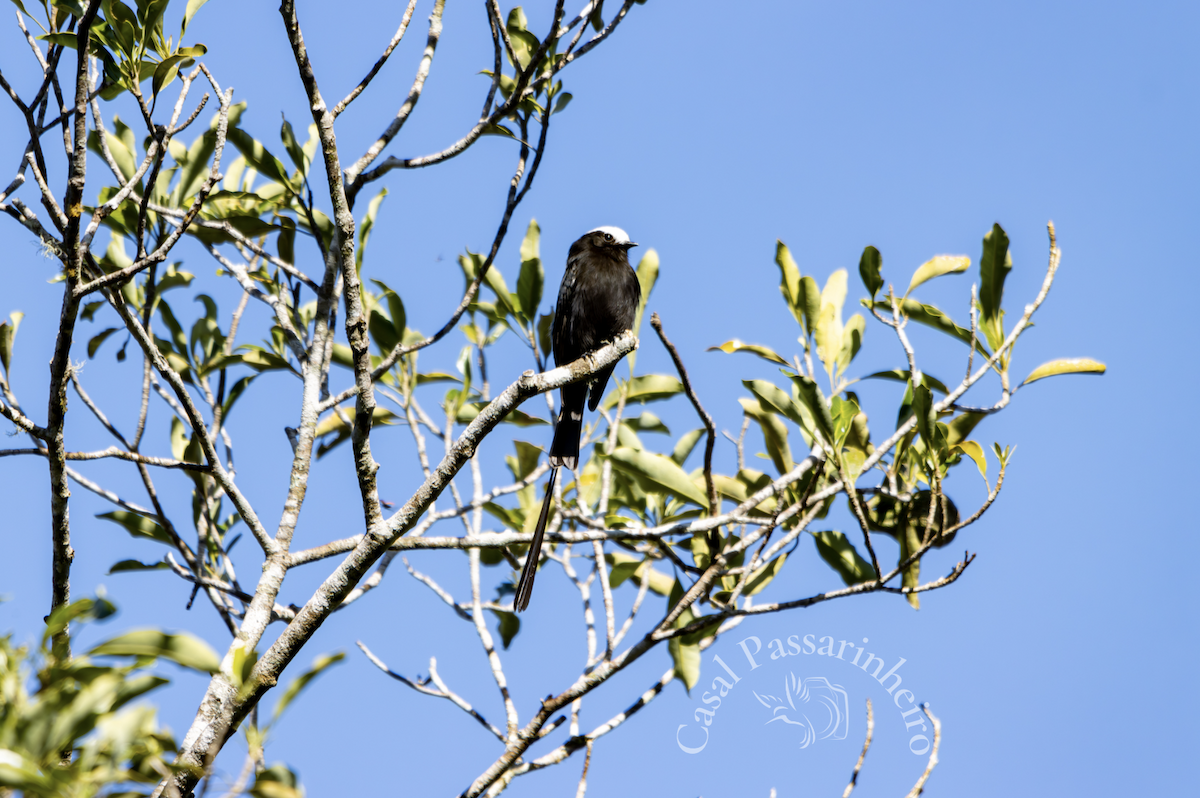 Long-tailed Tyrant - ML627312453
