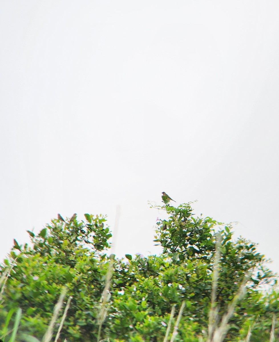 Red-headed Bunting - ML627312458