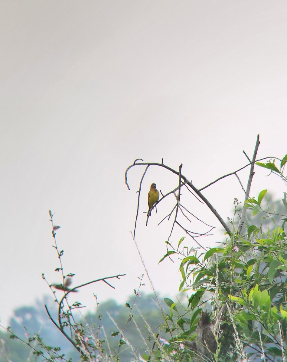 Red-headed Bunting - ML627312459