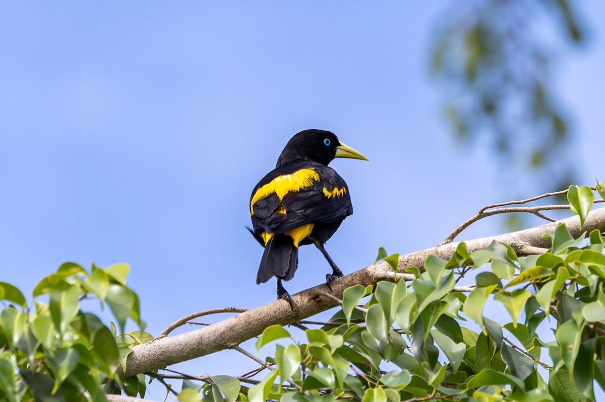 Yellow-rumped Cacique - ML627312473