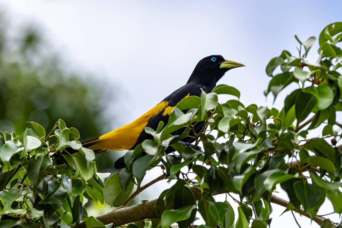 Yellow-rumped Cacique - ML627312474
