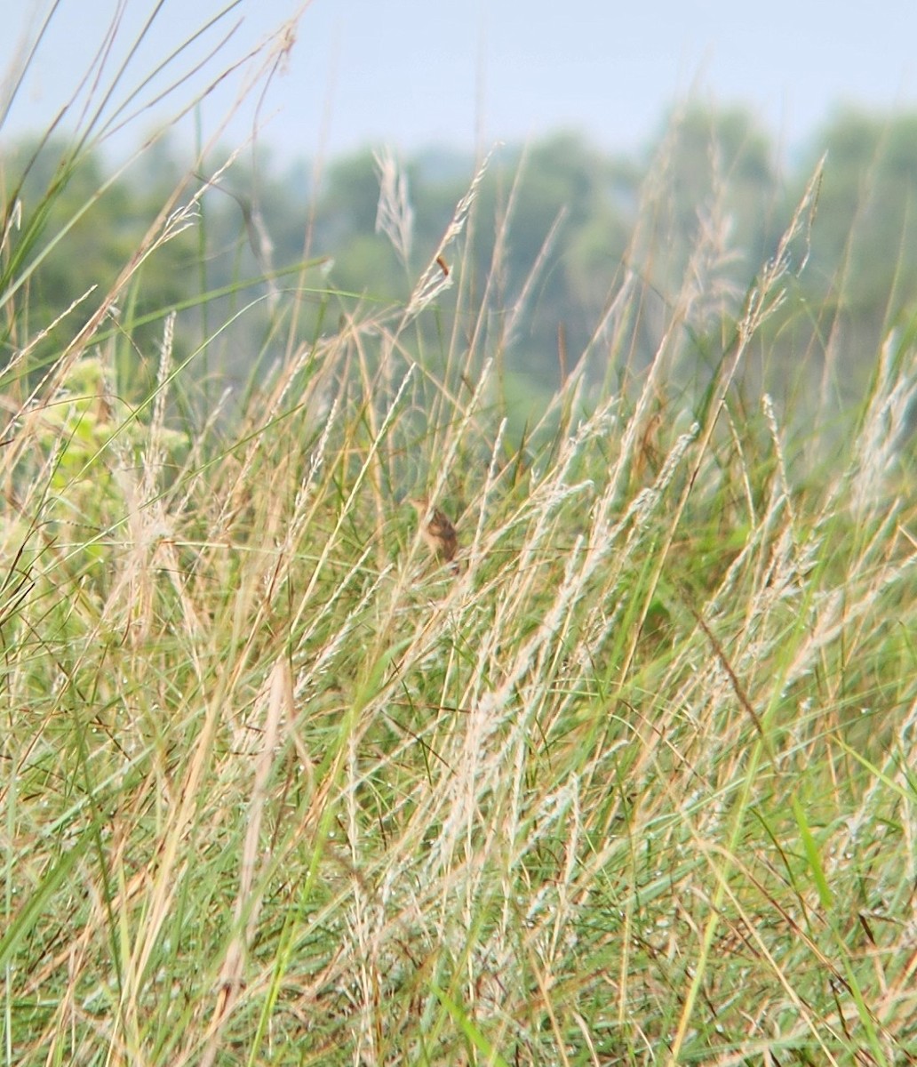 Bristled Grassbird - ML627312489