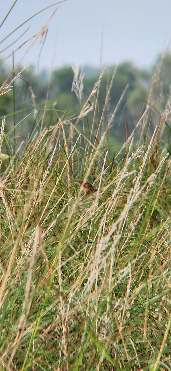 Bristled Grassbird - ML627312490