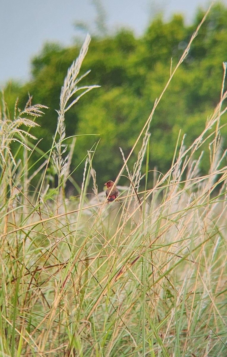 Red Avadavat - ML627312507