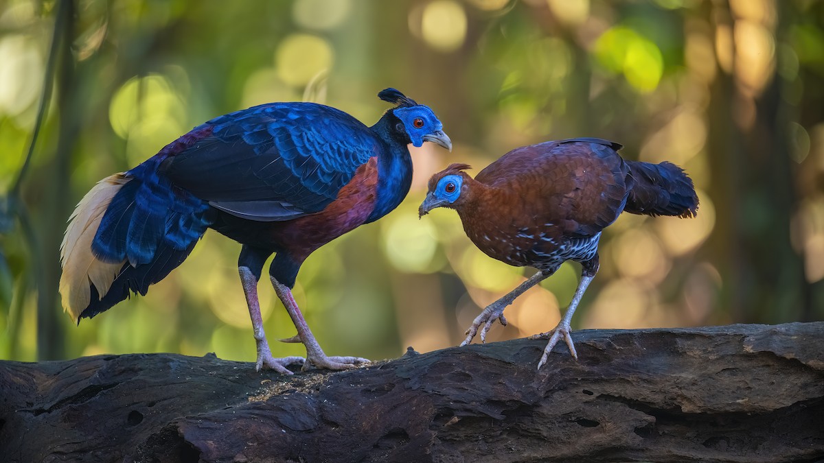 Bornean Crested Fireback - ML627312623