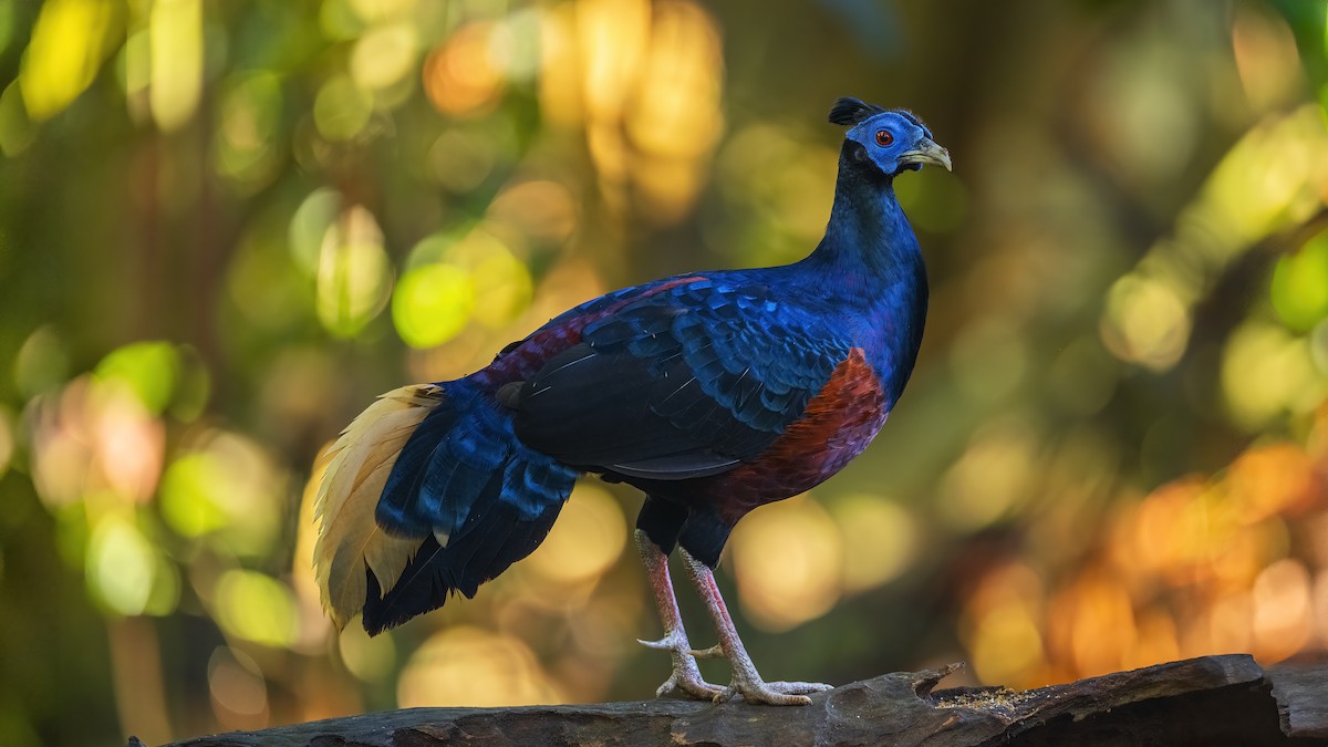 Bornean Crested Fireback - ML627312624