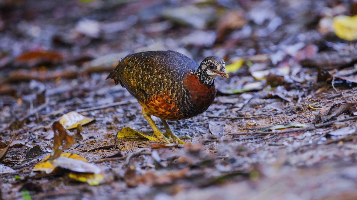 Sabah Partridge - ML627312626