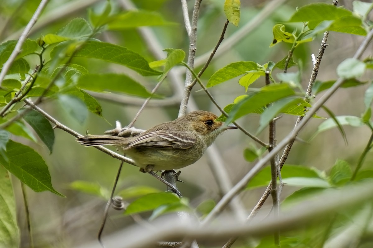 Fulvous-faced Scrub-Tyrant - ML627312644