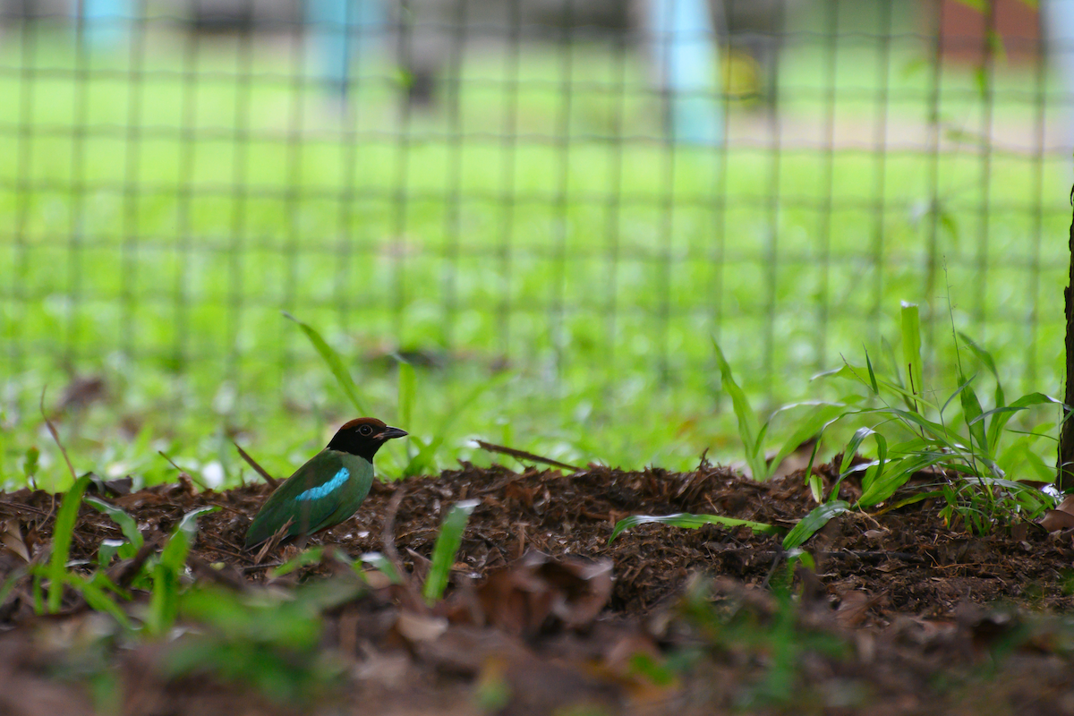 Western Hooded Pitta - ML627312988