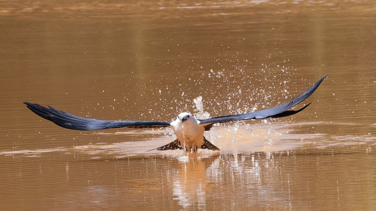 Swallow-tailed Kite - ML627312998