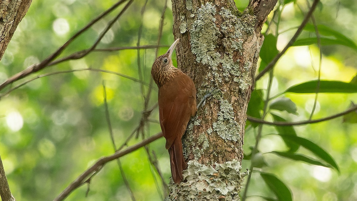 Buff-throated Woodcreeper (Lafresnaye's) - ML627313090