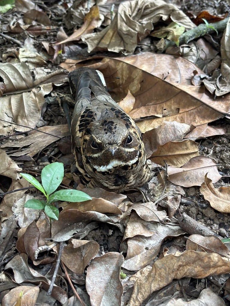 Large-tailed Nightjar - ML627313092