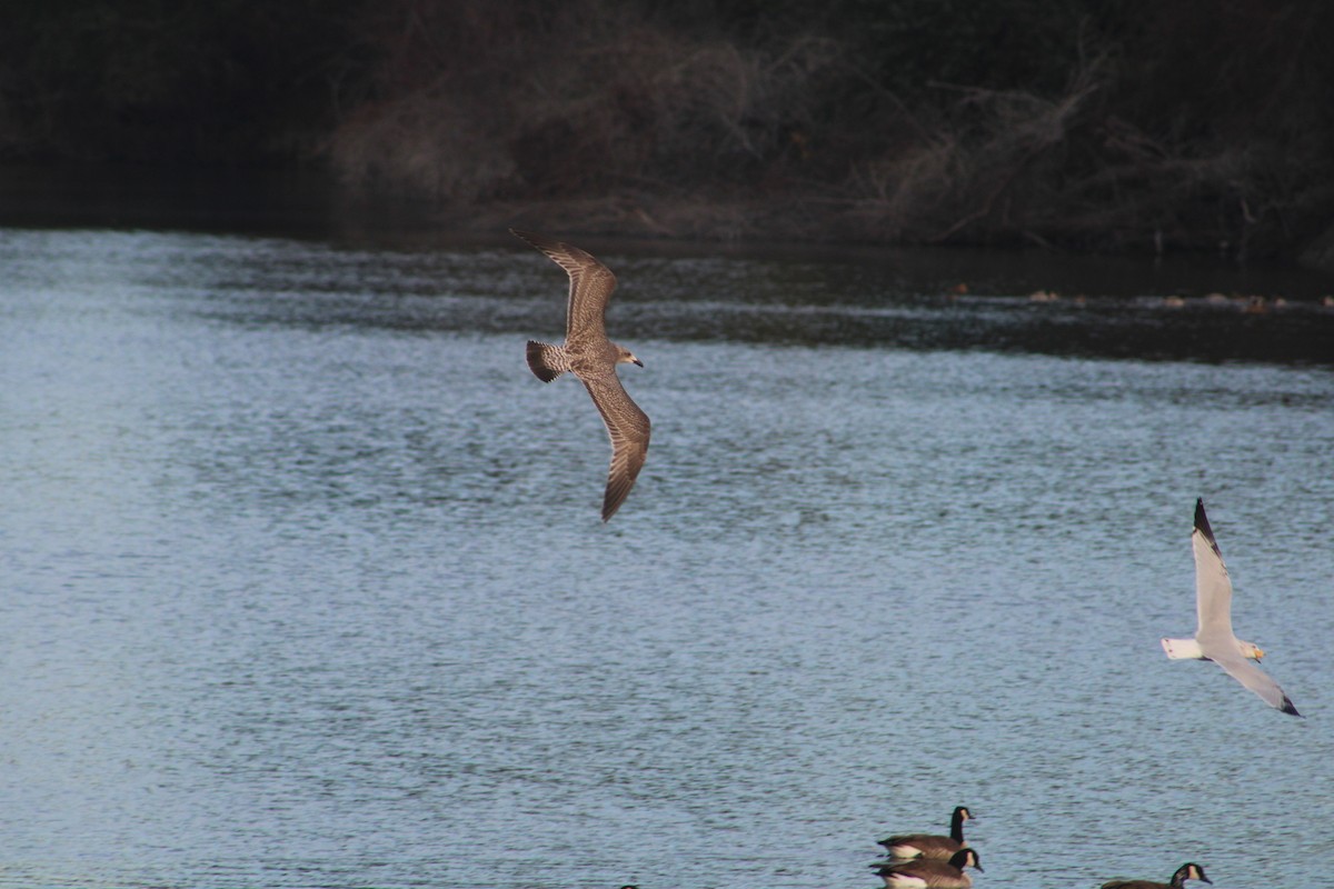 American Herring Gull - ML627313224