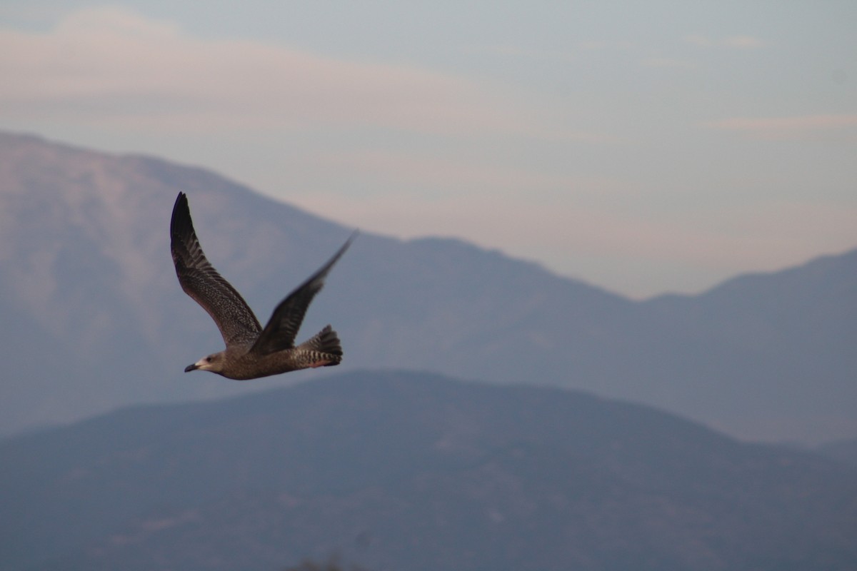 American Herring Gull - ML627313225