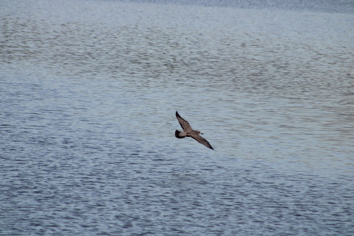 American Herring Gull - ML627313226