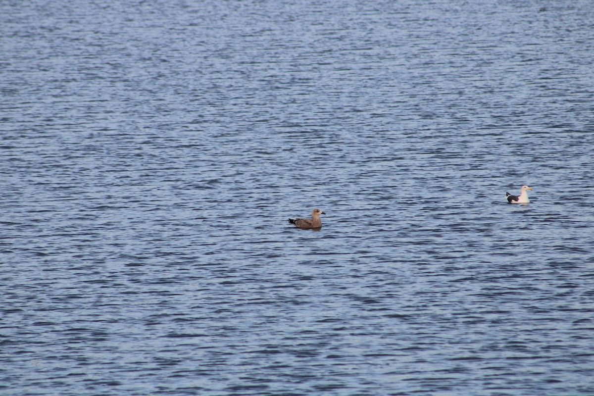 American Herring Gull - ML627313227