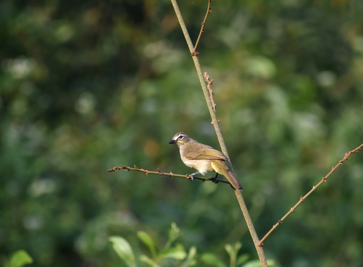 White-browed Bulbul - ML627313230