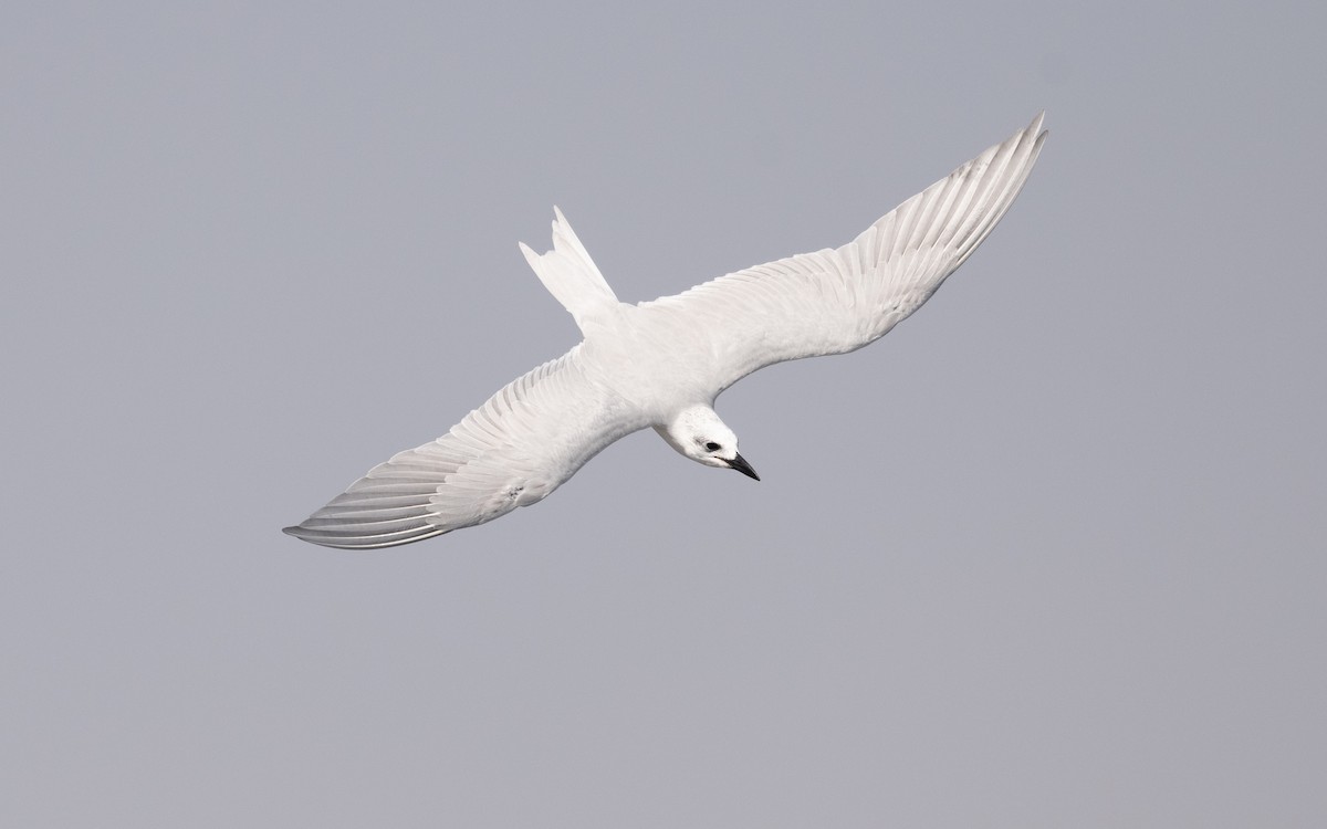 Gull-billed Tern - ML627313247