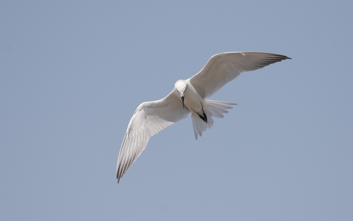 Gull-billed Tern - ML627313248