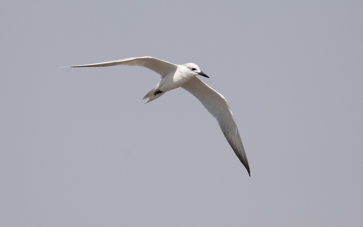 Gull-billed Tern - ML627313255