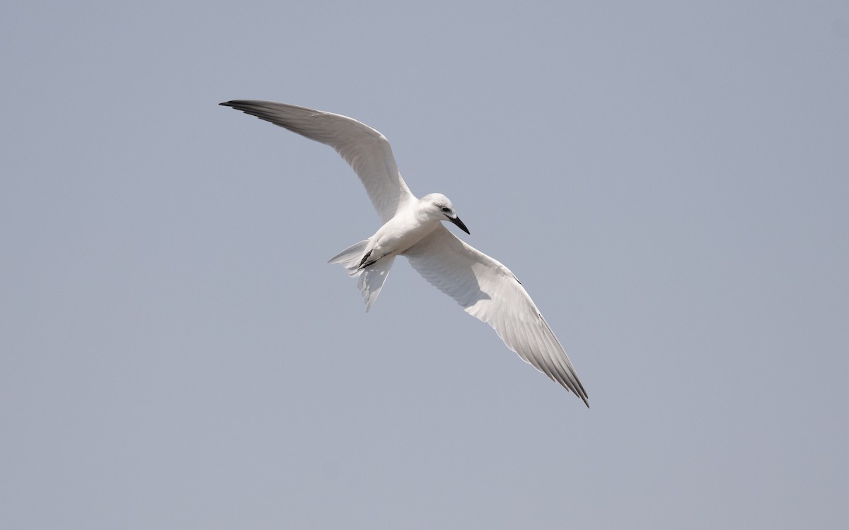 Gull-billed Tern - ML627313266