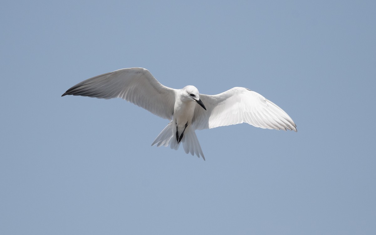 Gull-billed Tern - ML627313277