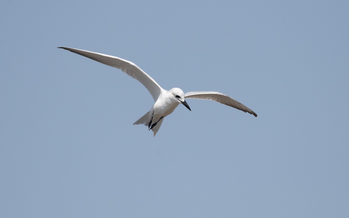 Gull-billed Tern - ML627313278