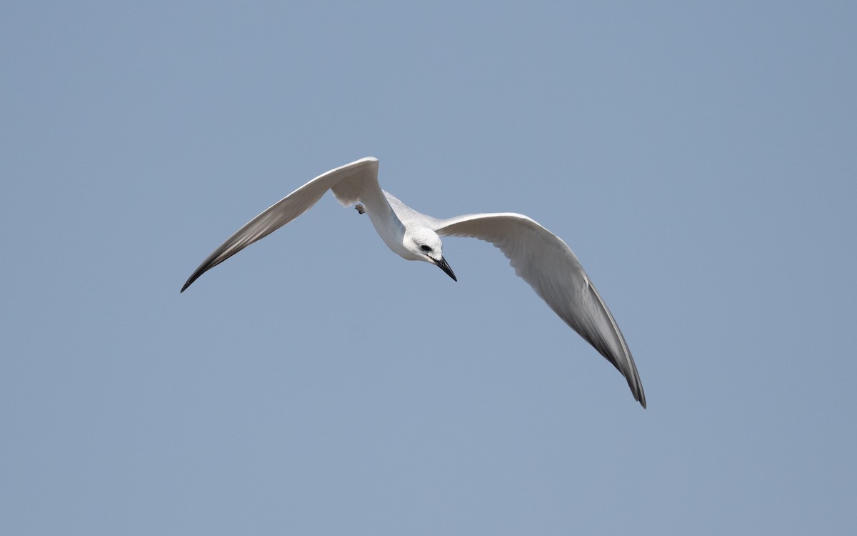 Gull-billed Tern - ML627313279