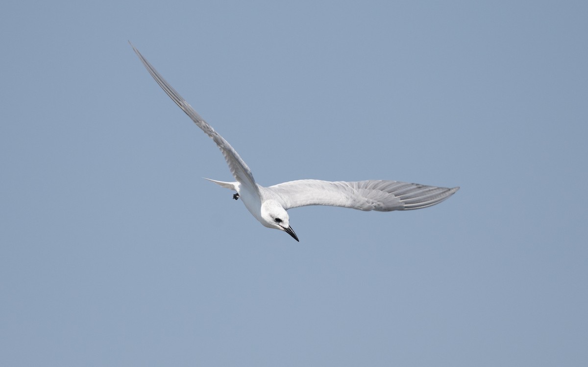 Gull-billed Tern - ML627313280