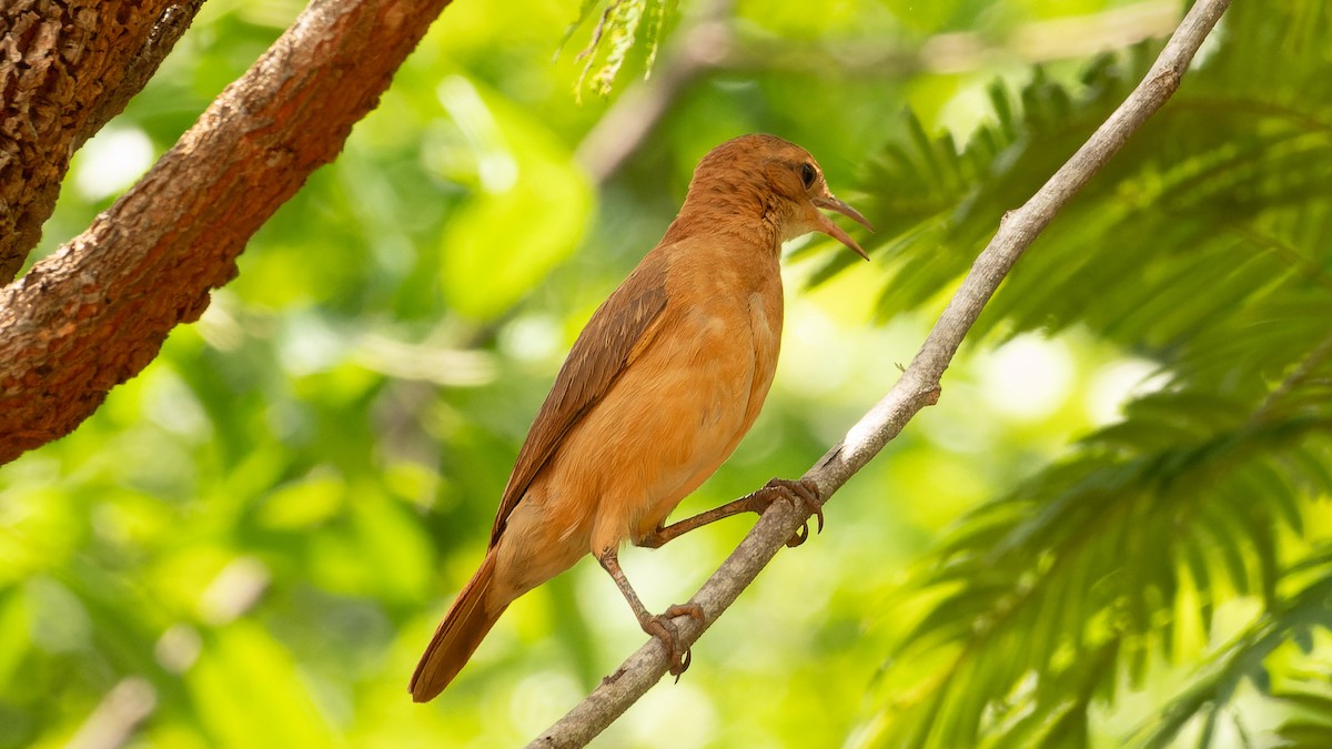 Rufous Hornero - ML627313305