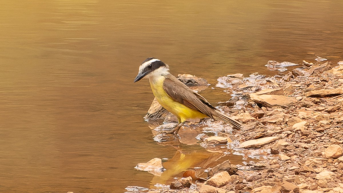 Great Kiskadee - ML627313309