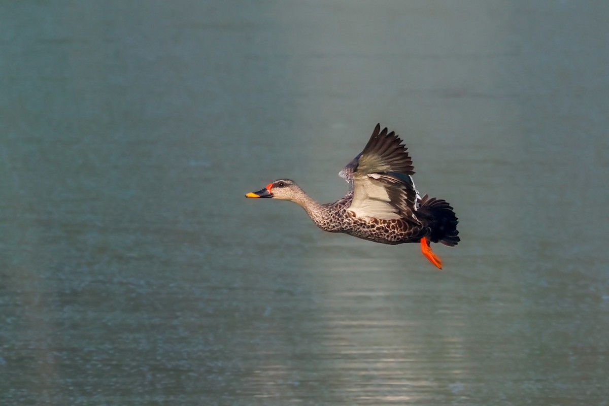 Indian Spot-billed Duck - ML627313454