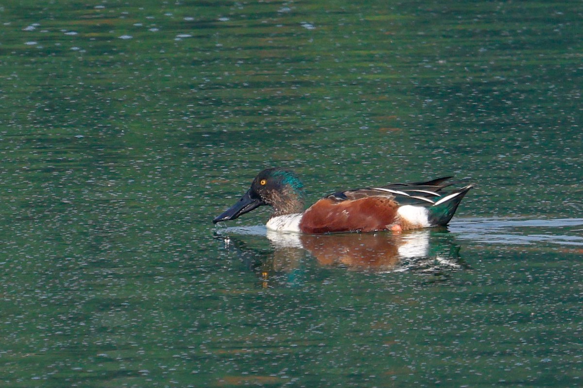 Northern Shoveler - ML627313457