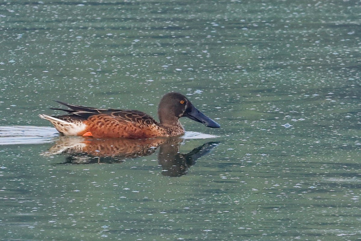 Northern Shoveler - ML627313458