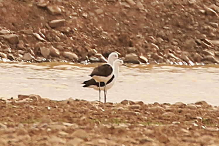 Andean Avocet - ML627313519