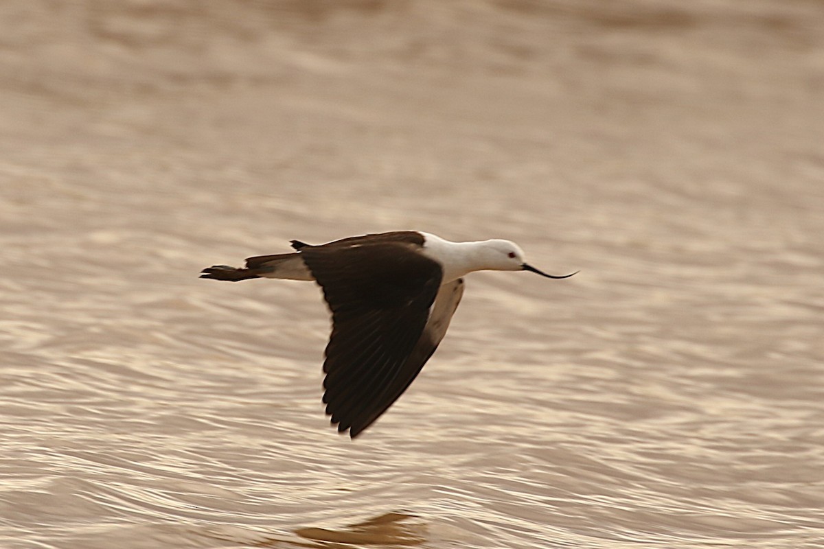 Andean Avocet - ML627313538