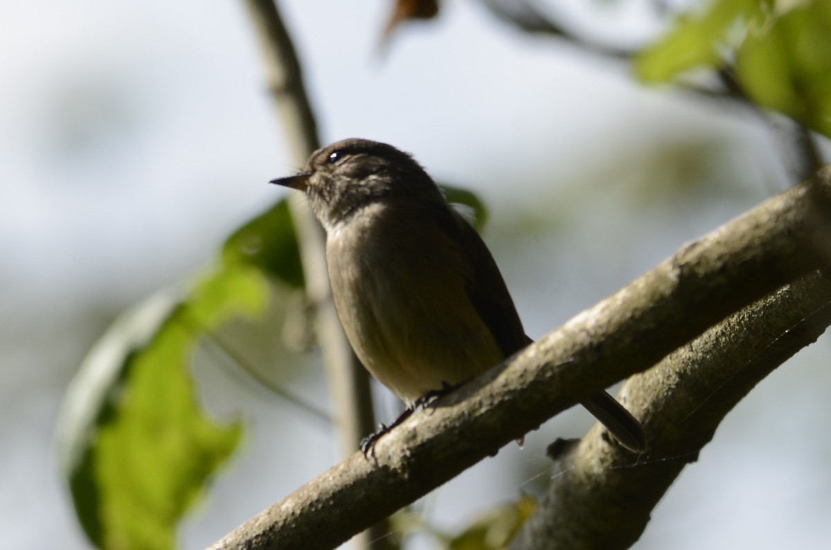 African Dusky Flycatcher - ML627313806