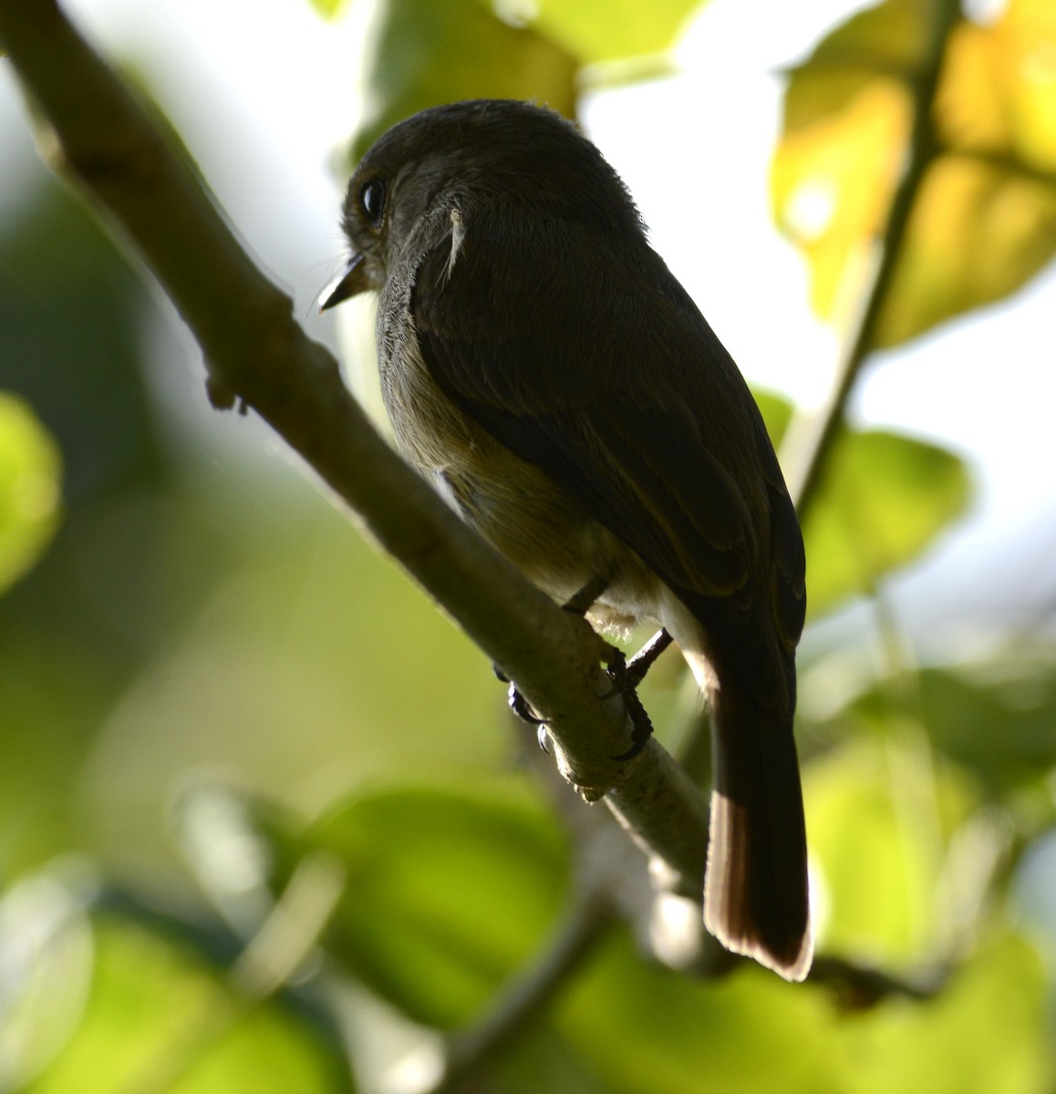 African Dusky Flycatcher - ML627313807